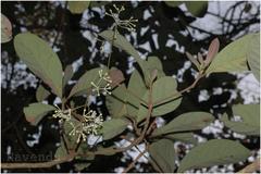 Alseodaphne semecarpifolia